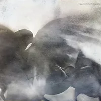 Birds and Migrations