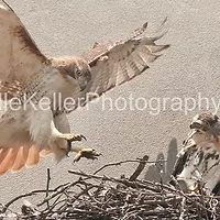 Hawk Nesting Series_6