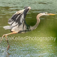 Heron Series_21